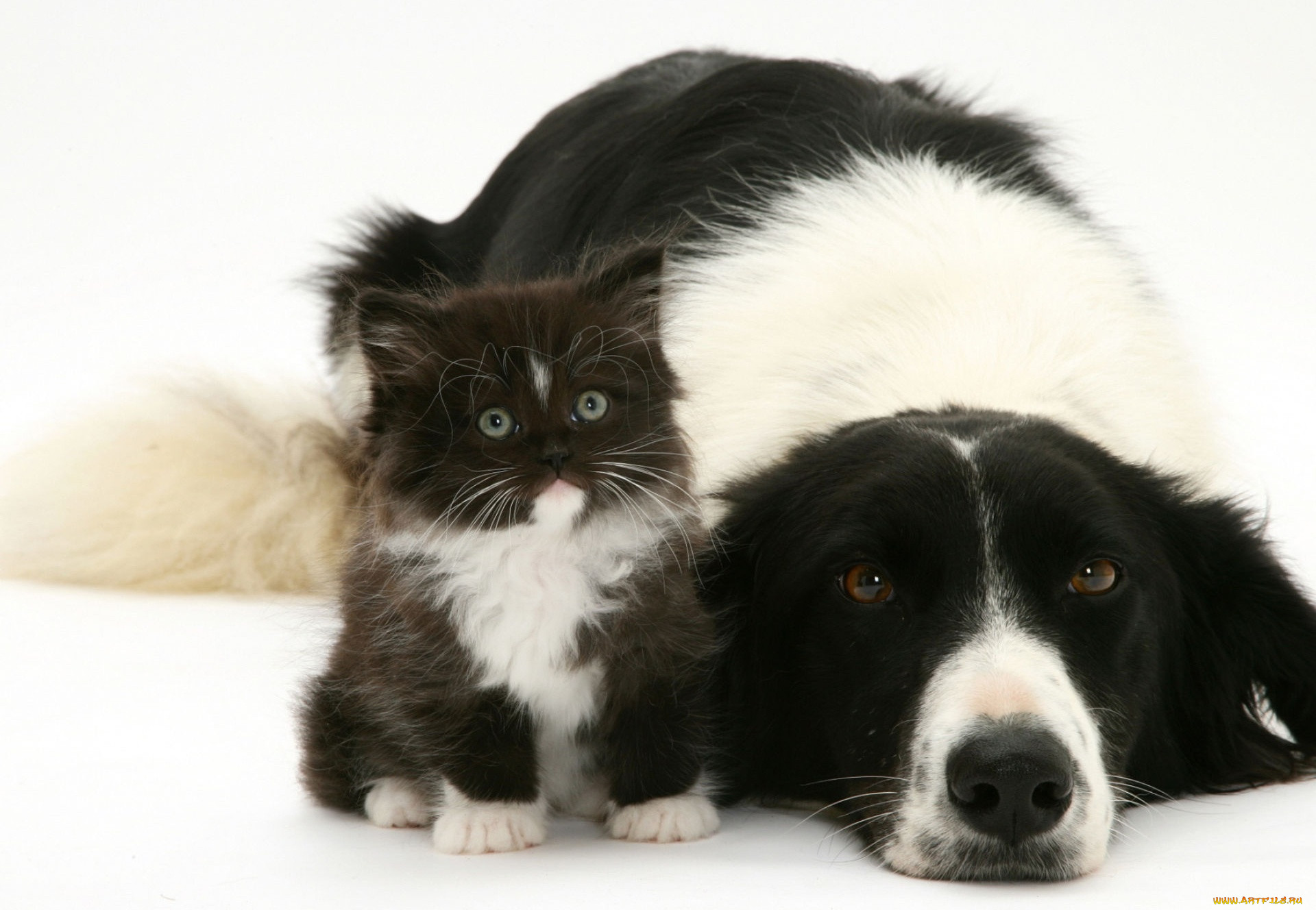 порода кошек и собак картинки